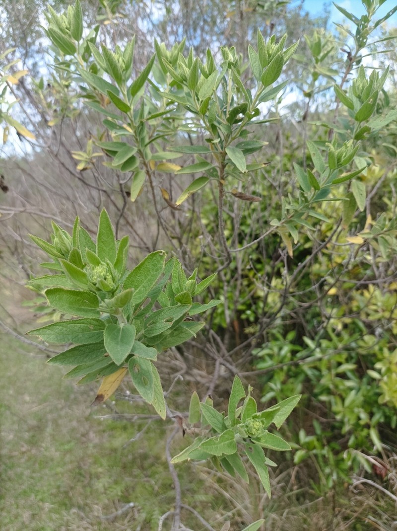 Radlkoferotoma cistifolium photo 3
