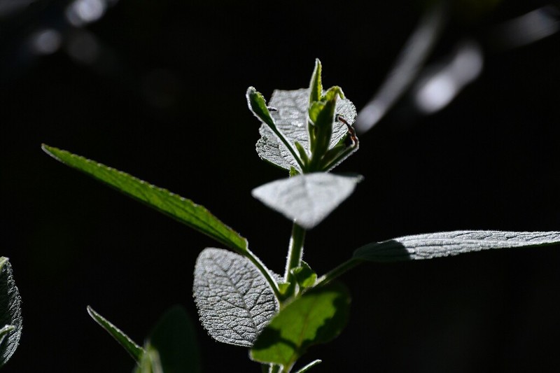 Radlkoferotoma cistifolium photo 4