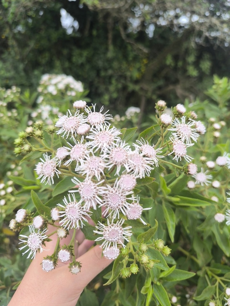 Radlkoferotoma cistifolium photo 5