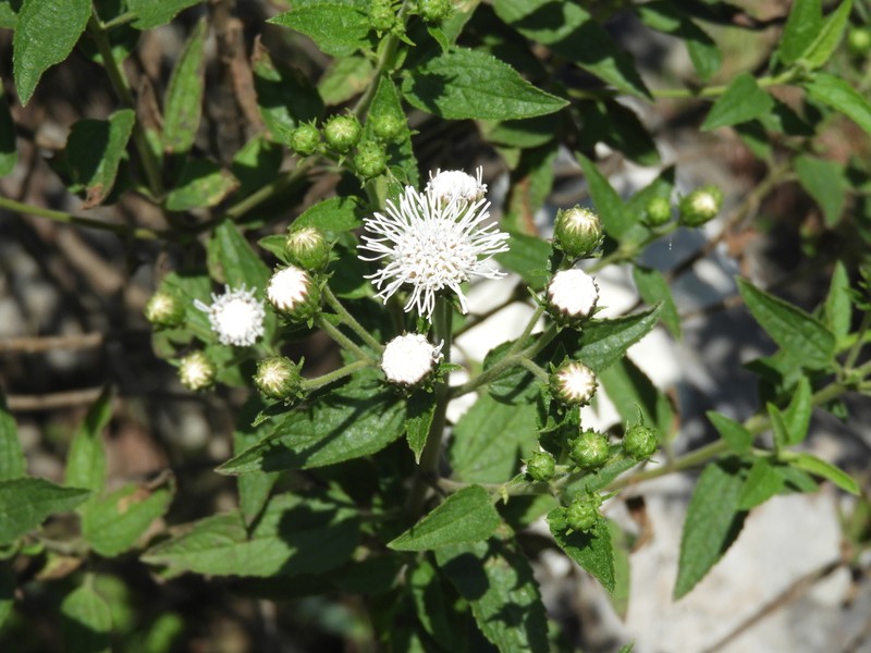 Radlkoferotoma cistifolium photo 6