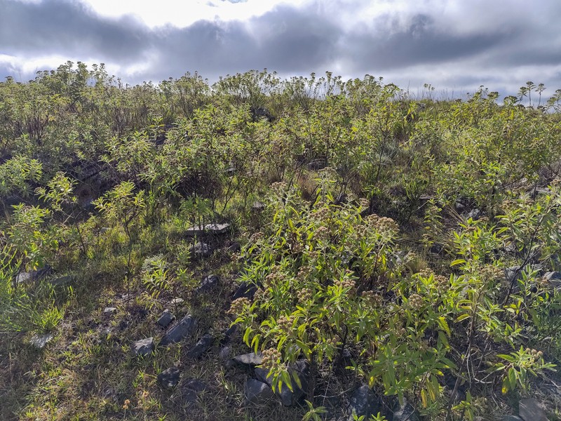 Radlkoferotoma cistifolium photo 7