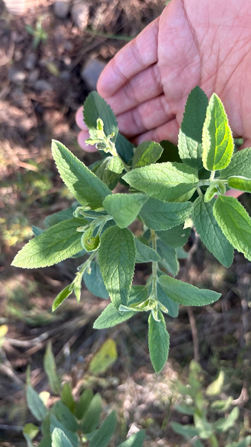 Radlkoferotoma cistifolium photo 8