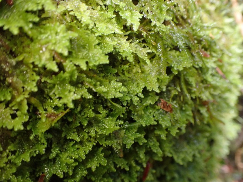Radula auriculata photo 2