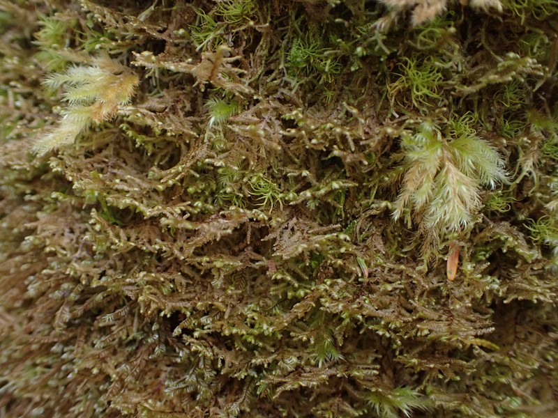Radula auriculata photo 4
