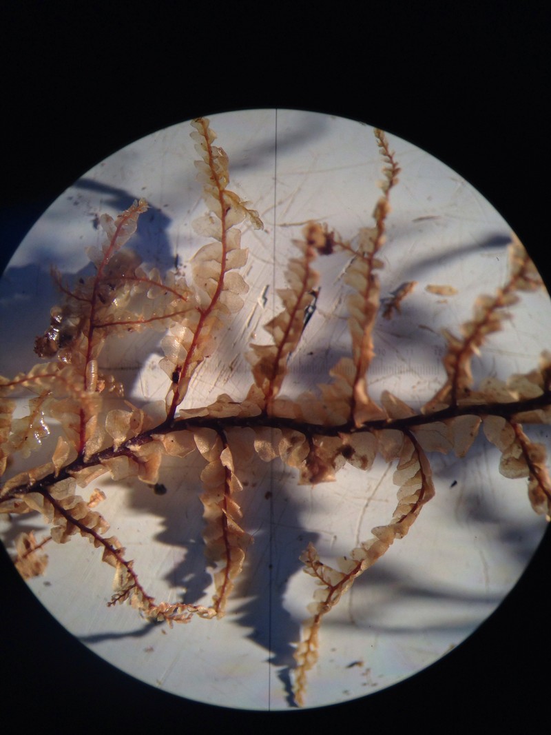 Radula auriculata photo 6