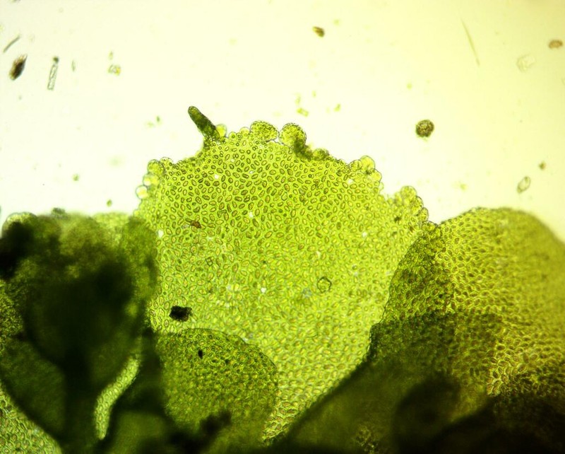 Radula australis
