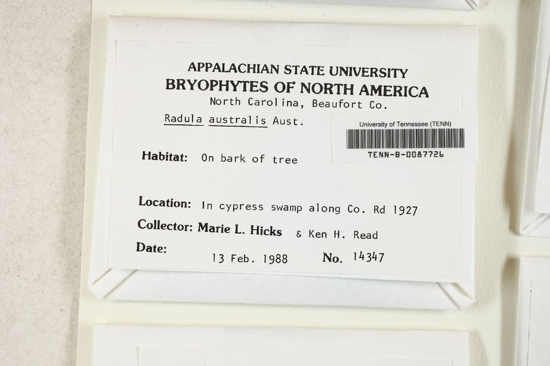 Radula australis photo 4