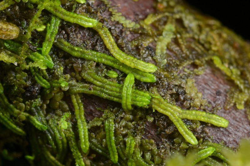 Radula bolanderi
