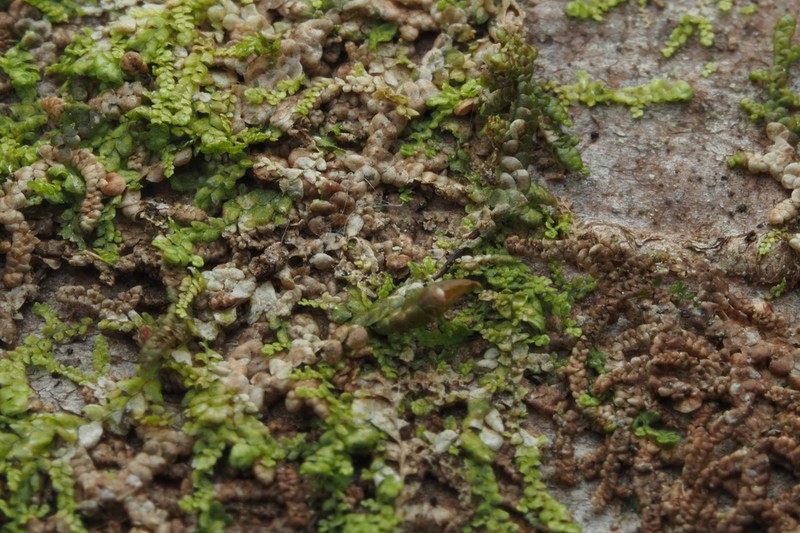 Radula bolanderi photo 6