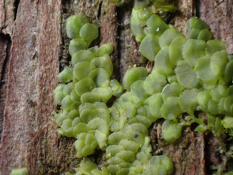 Radula complanata