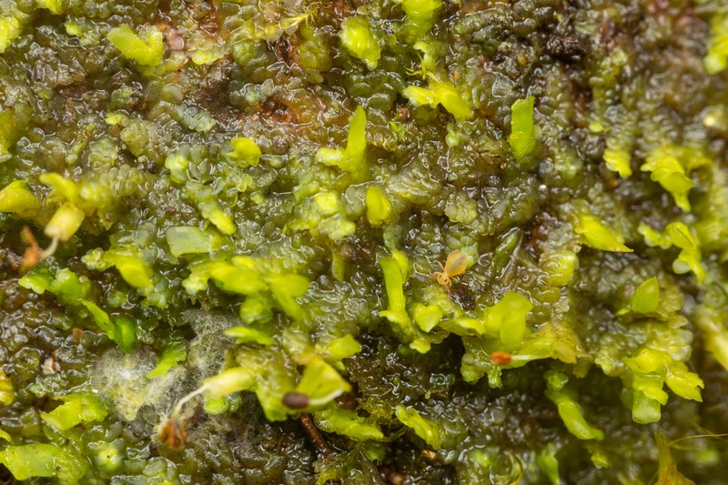Radula complanata photo 2