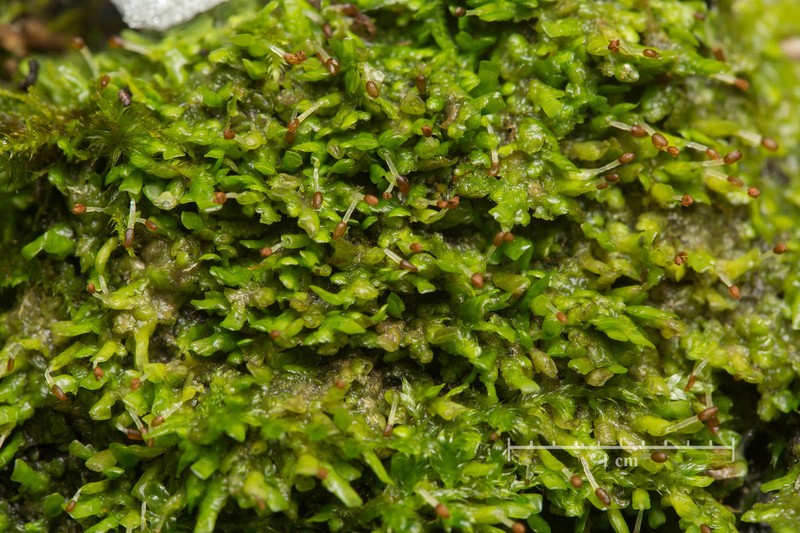 Radula complanata photo 3