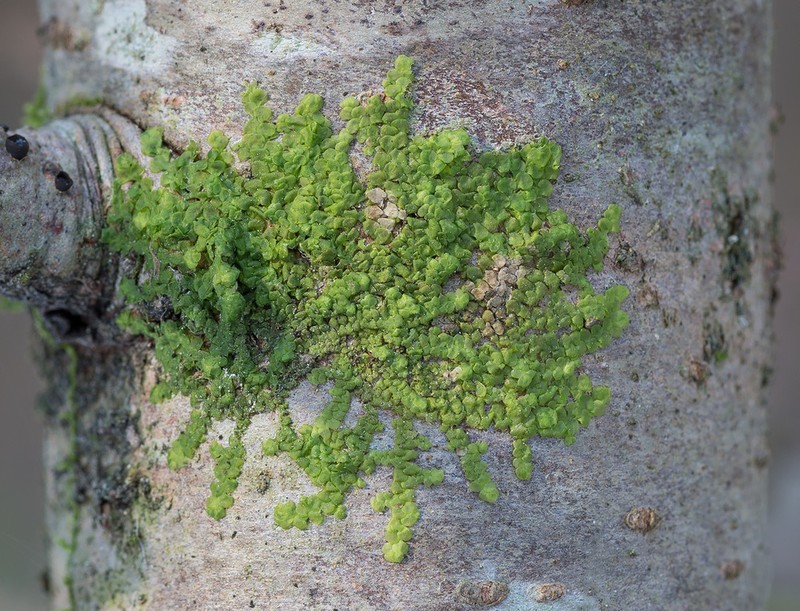 Radula complanata photo 4