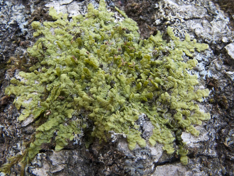 Radula complanata photo 5