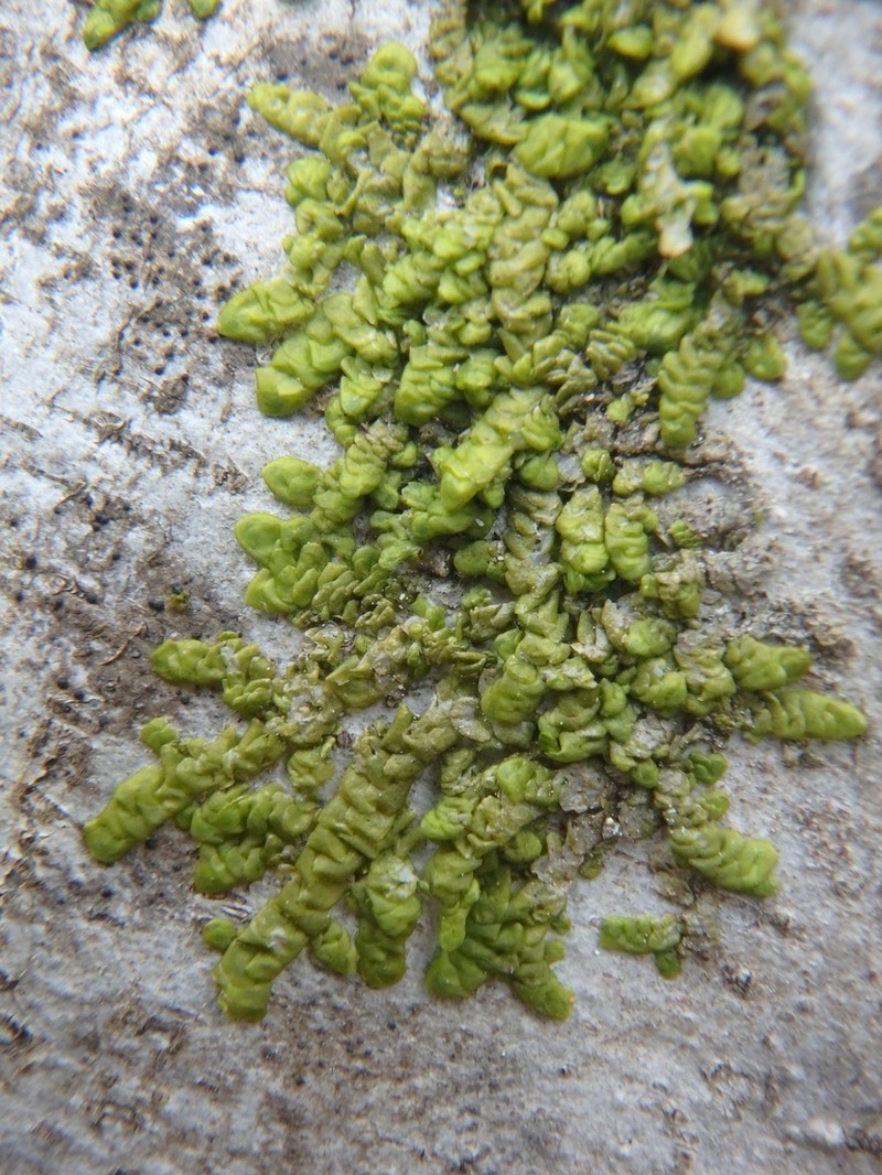 Radula complanata photo 6