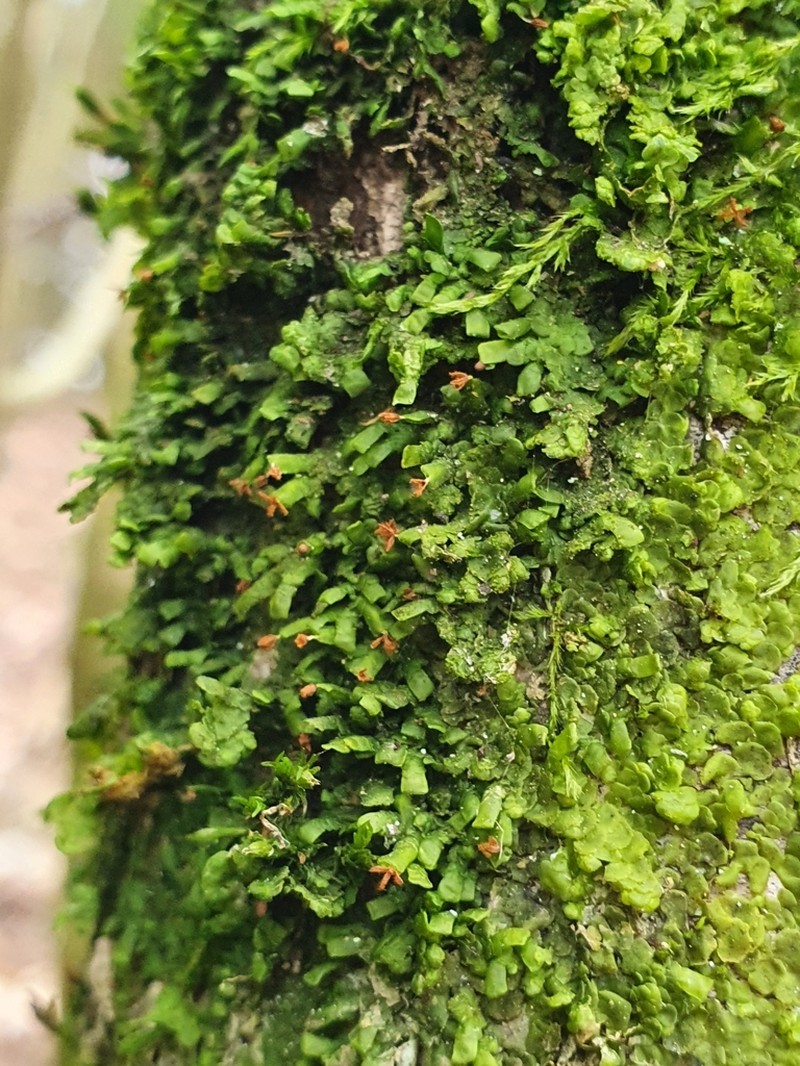 Radula complanata photo 7