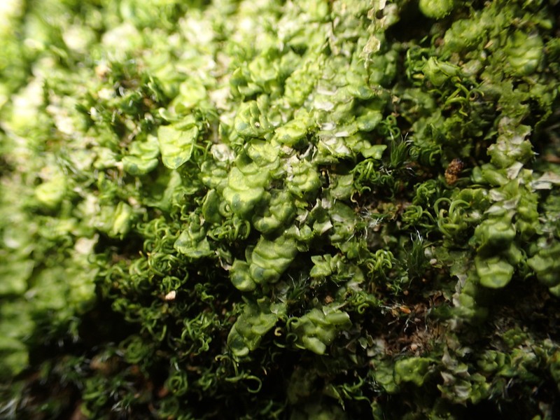 Radula complanata photo 8