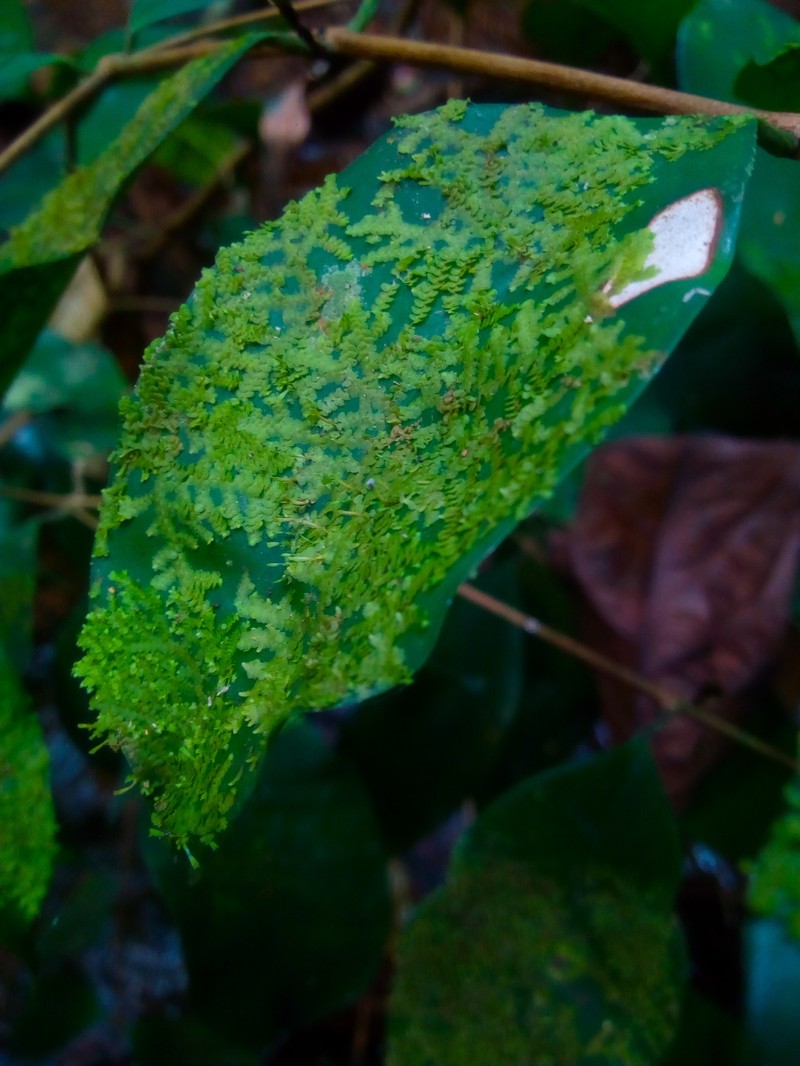 Radula flaccida photo 2