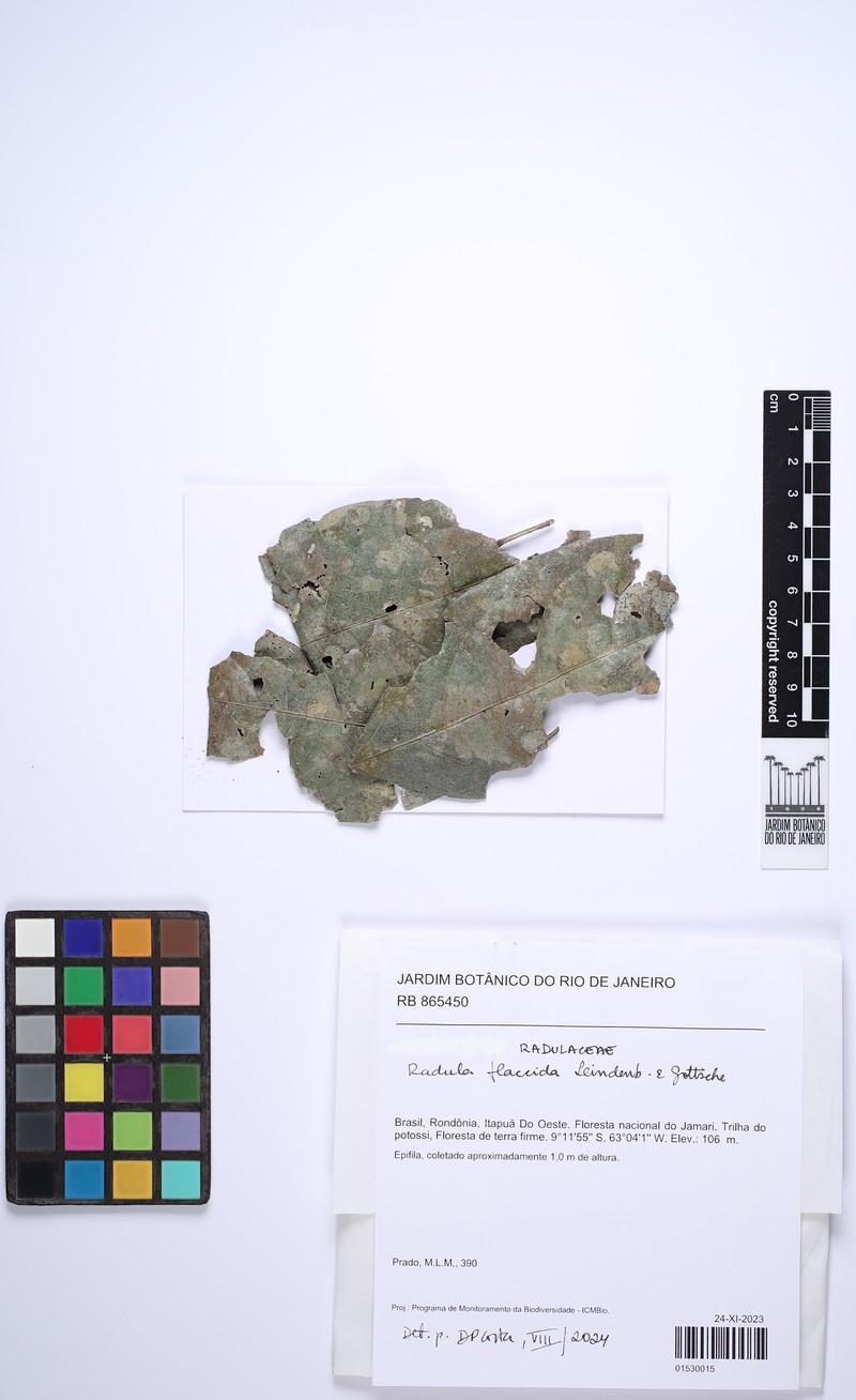 Radula flaccida photo 3