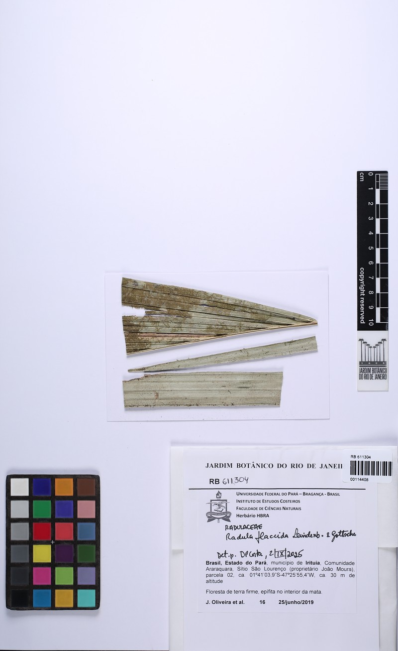 Radula flaccida photo 4