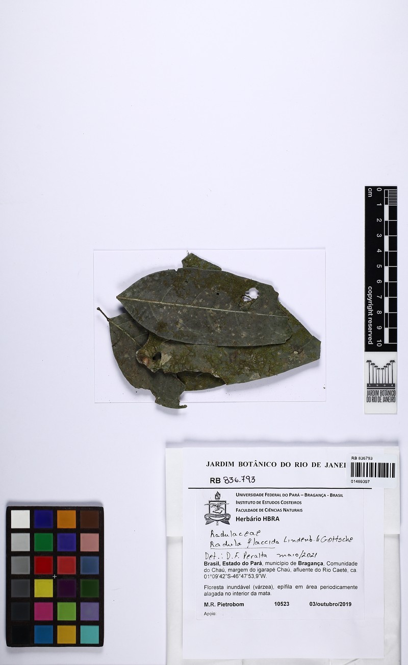 Radula flaccida photo 5