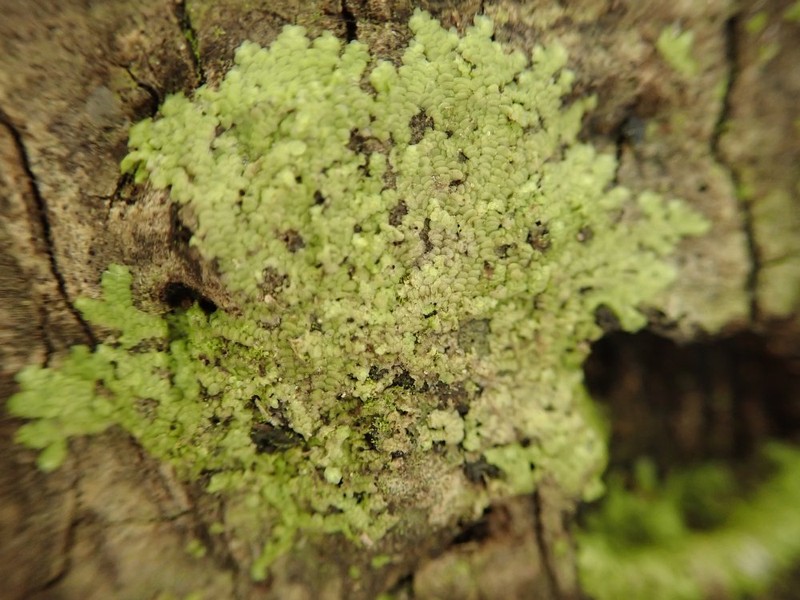 Radula flaccida photo 6