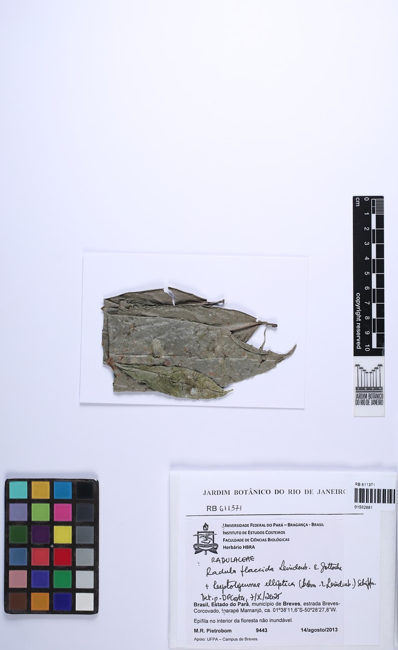 Radula flaccida photo 7