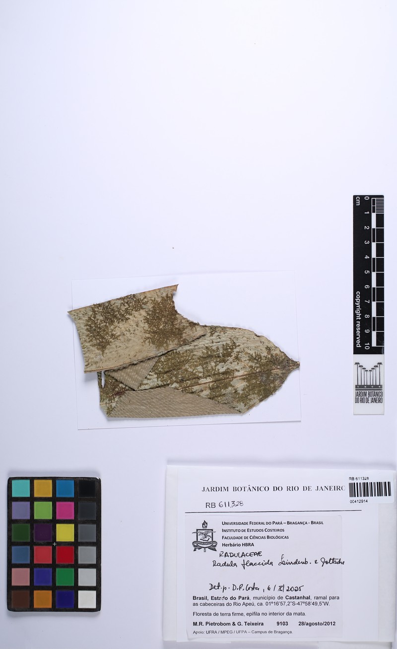 Radula flaccida photo 8