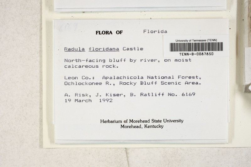 Radula floridana