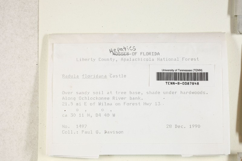 Radula floridana photo 3