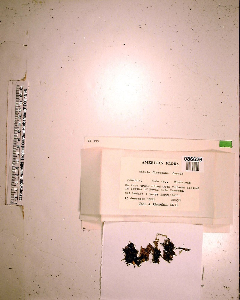 Radula floridana photo 4