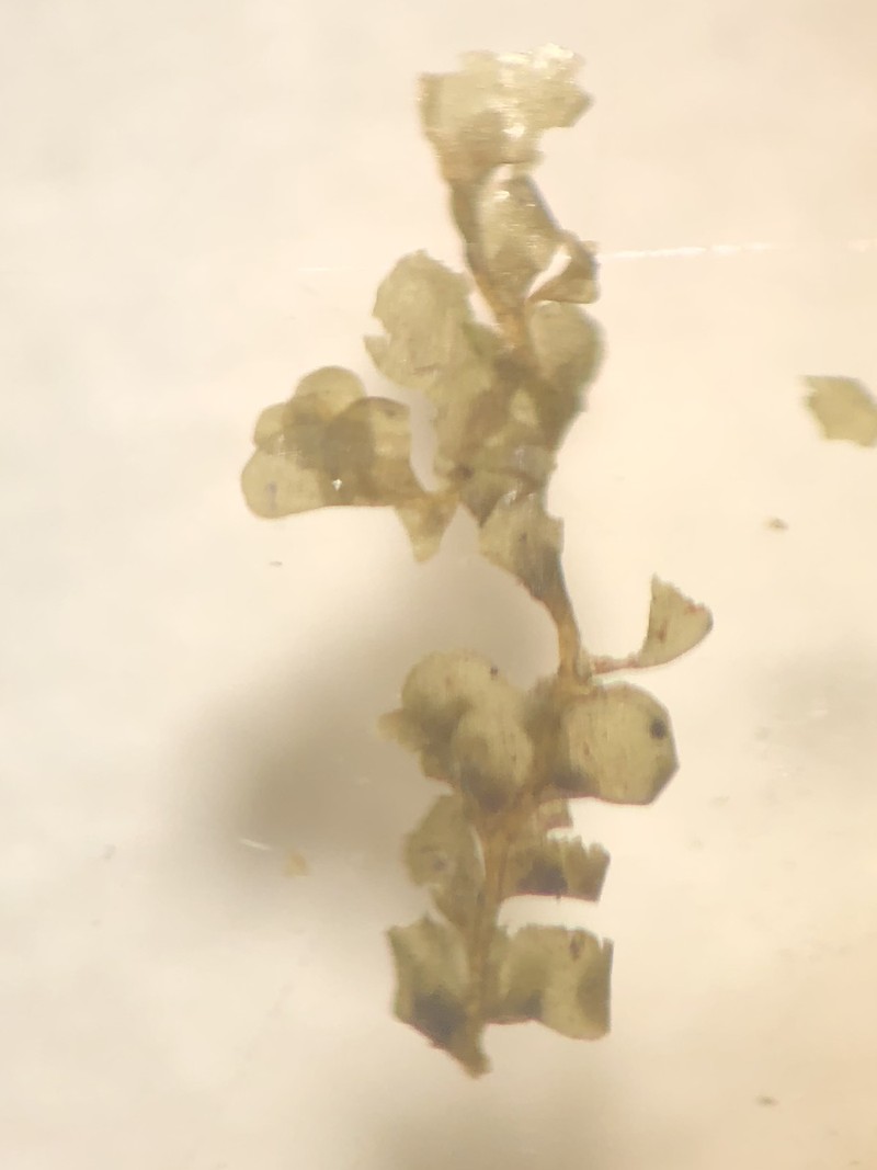 Radula floridana photo 5