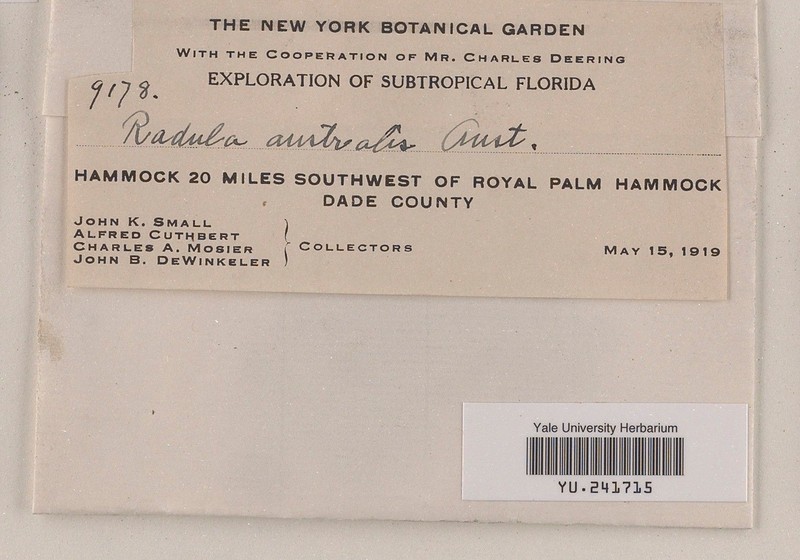 Radula floridana photo 6
