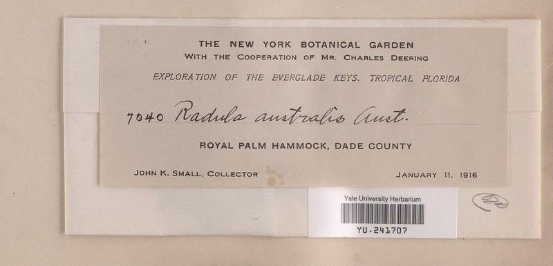 Radula floridana photo 8