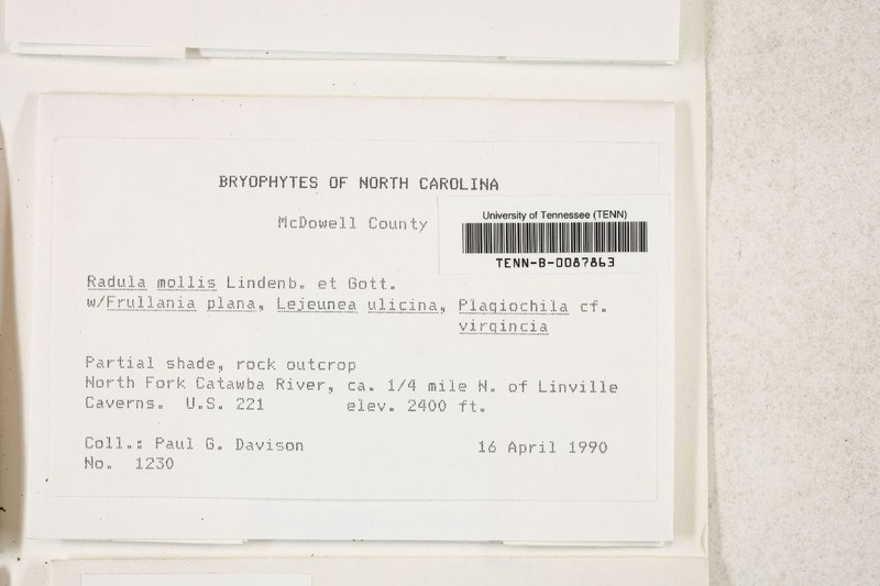 Radula mollis photo 5