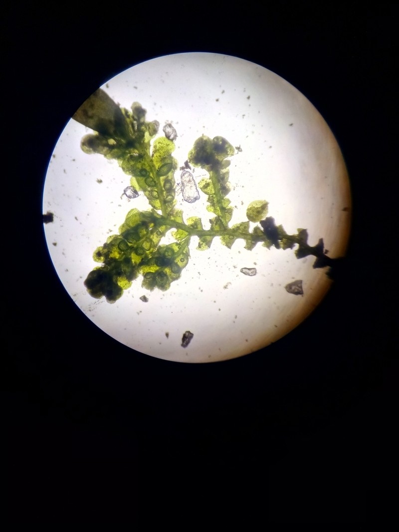 Radula obconica