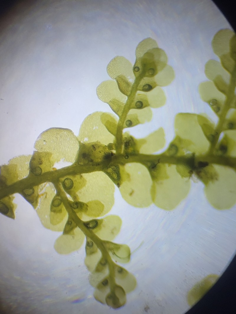 Radula obconica photo 2