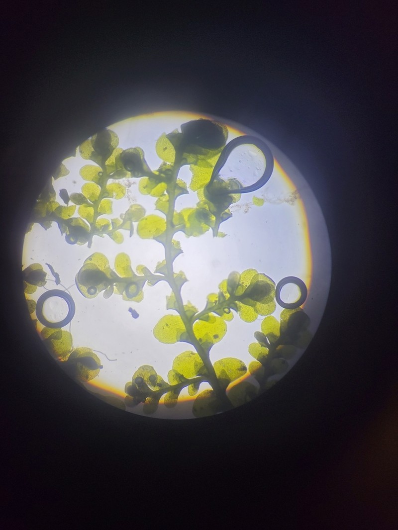 Radula obconica photo 3