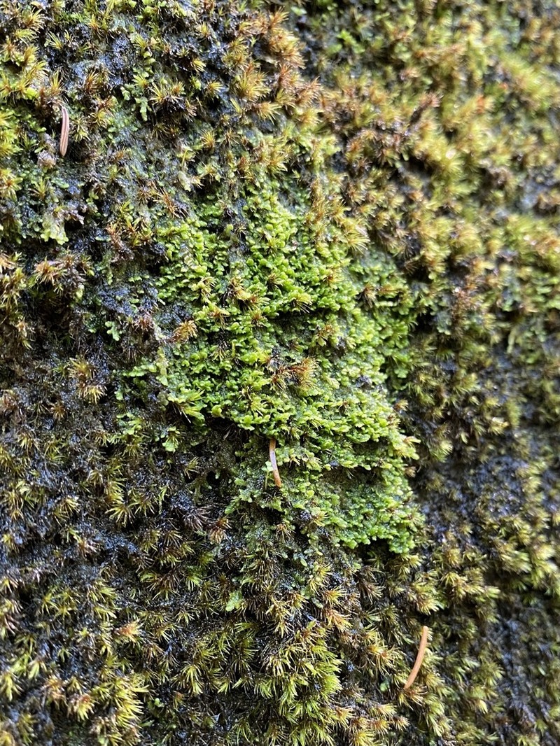 Radula obconica photo 4