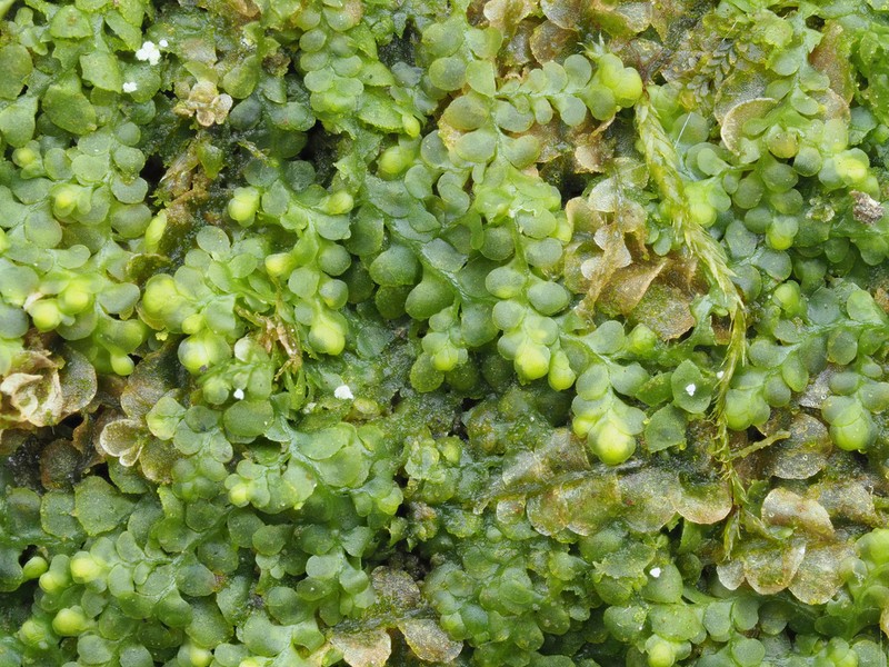 Radula obconica photo 5