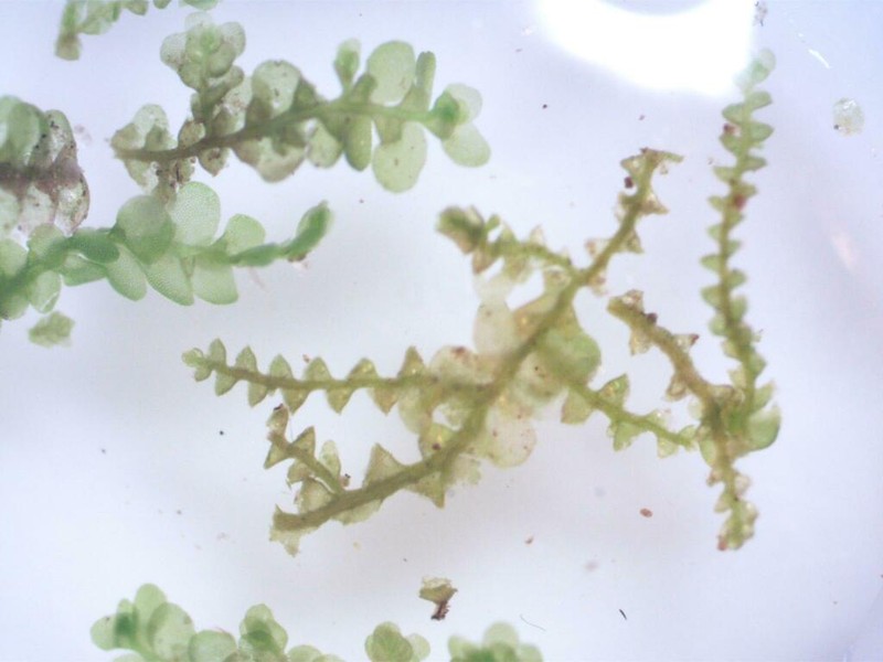Radula obconica photo 6