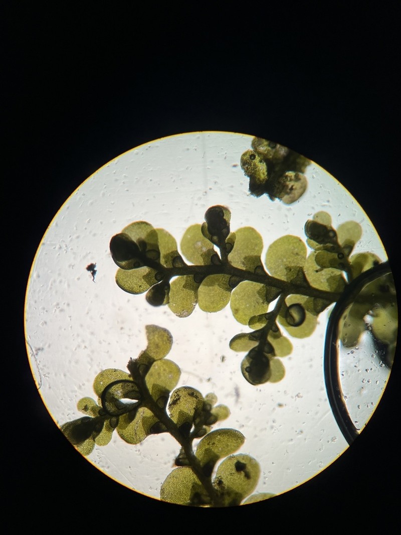 Radula obconica photo 7