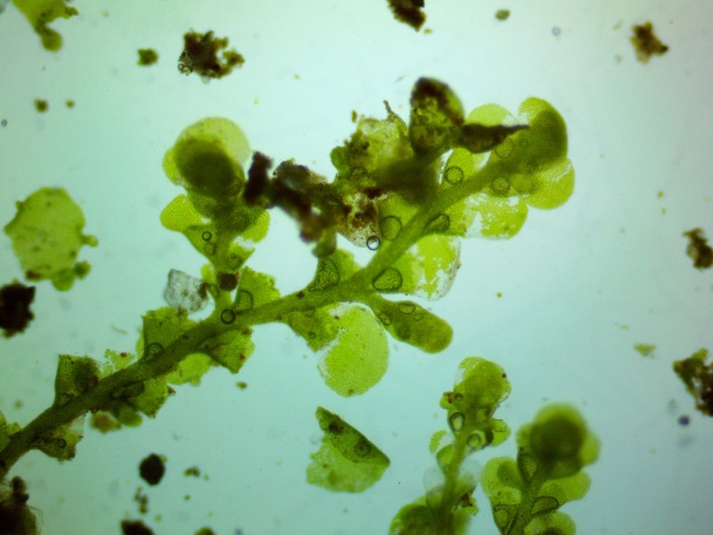 Radula obconica photo 8