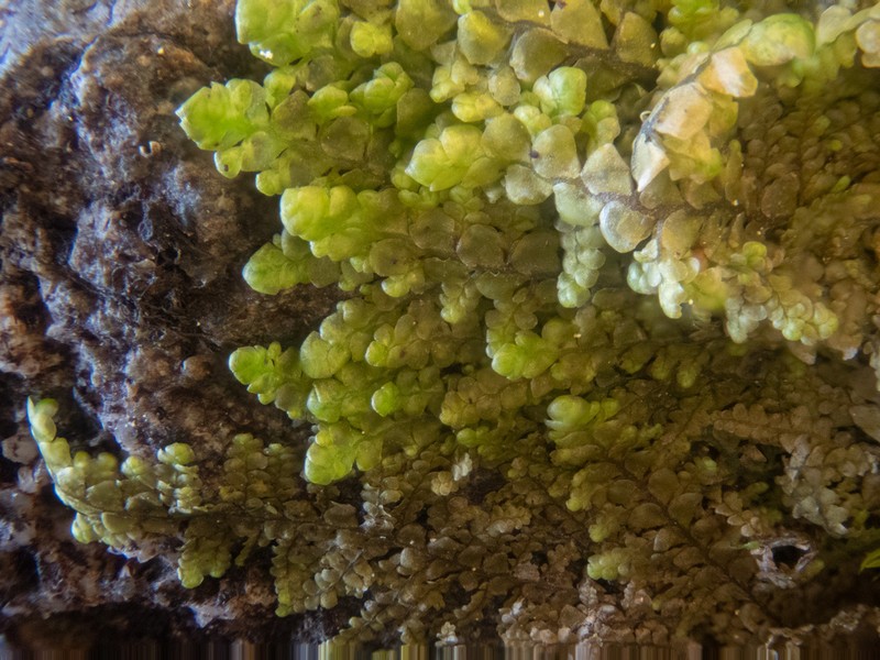 Radula obtusiloba