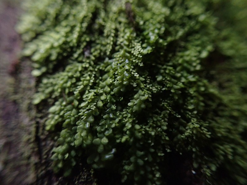 Radula obtusiloba photo 2