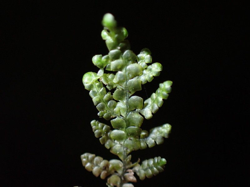 Radula obtusiloba photo 3