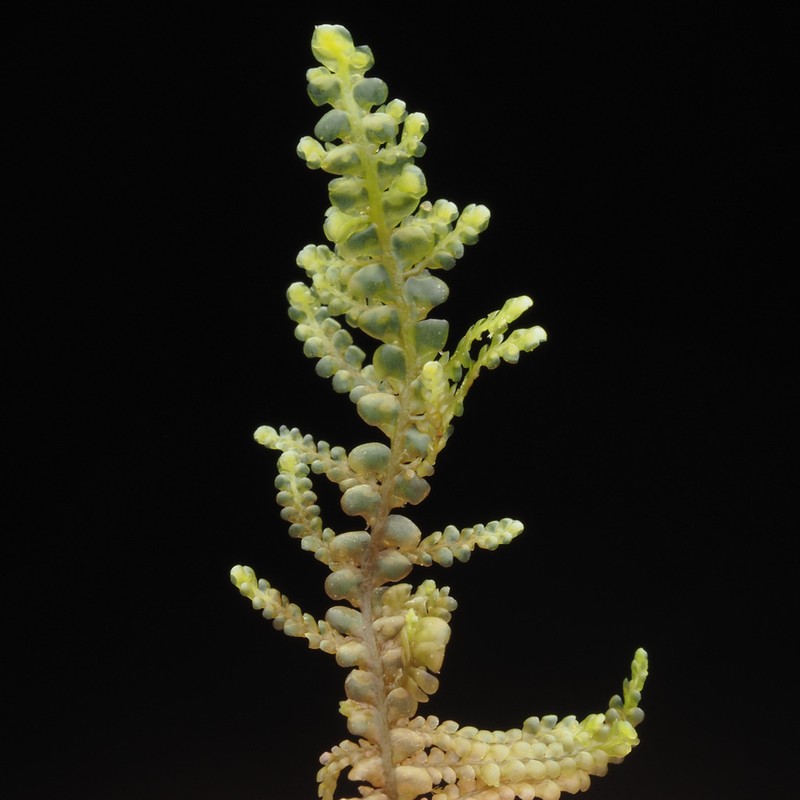 Radula obtusiloba photo 5