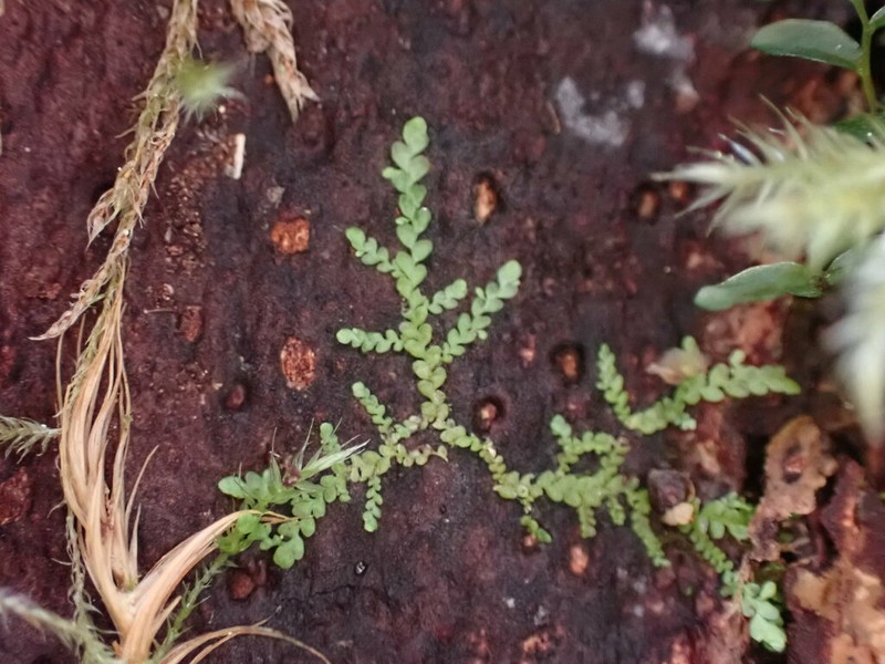 Radula obtusiloba photo 6