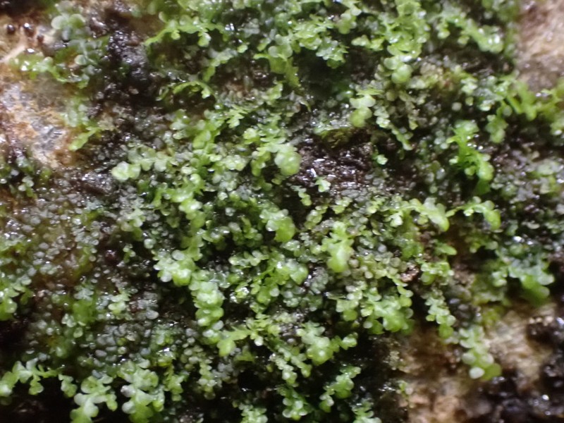 Radula obtusiloba photo 7