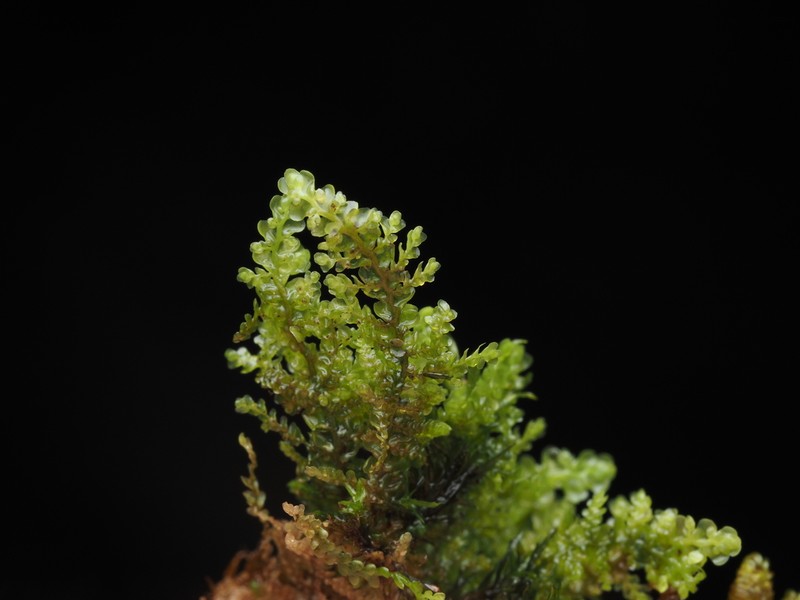 Radula obtusiloba photo 8